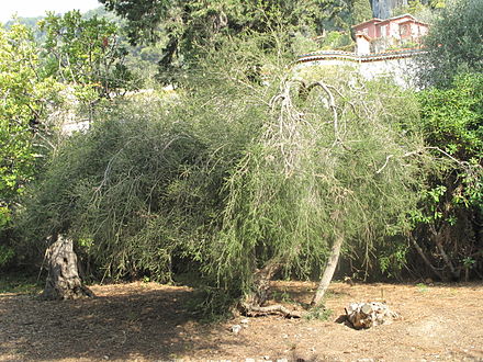 Tea tree (Melaleuca alternifolia) Bio – La Moisson