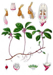 Wintergreen, botanical