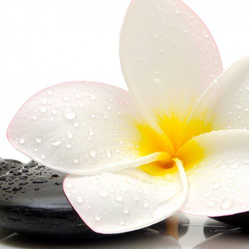 “plumeria” Massage Oil Bath And Body Oil Alohatherapy 0912
